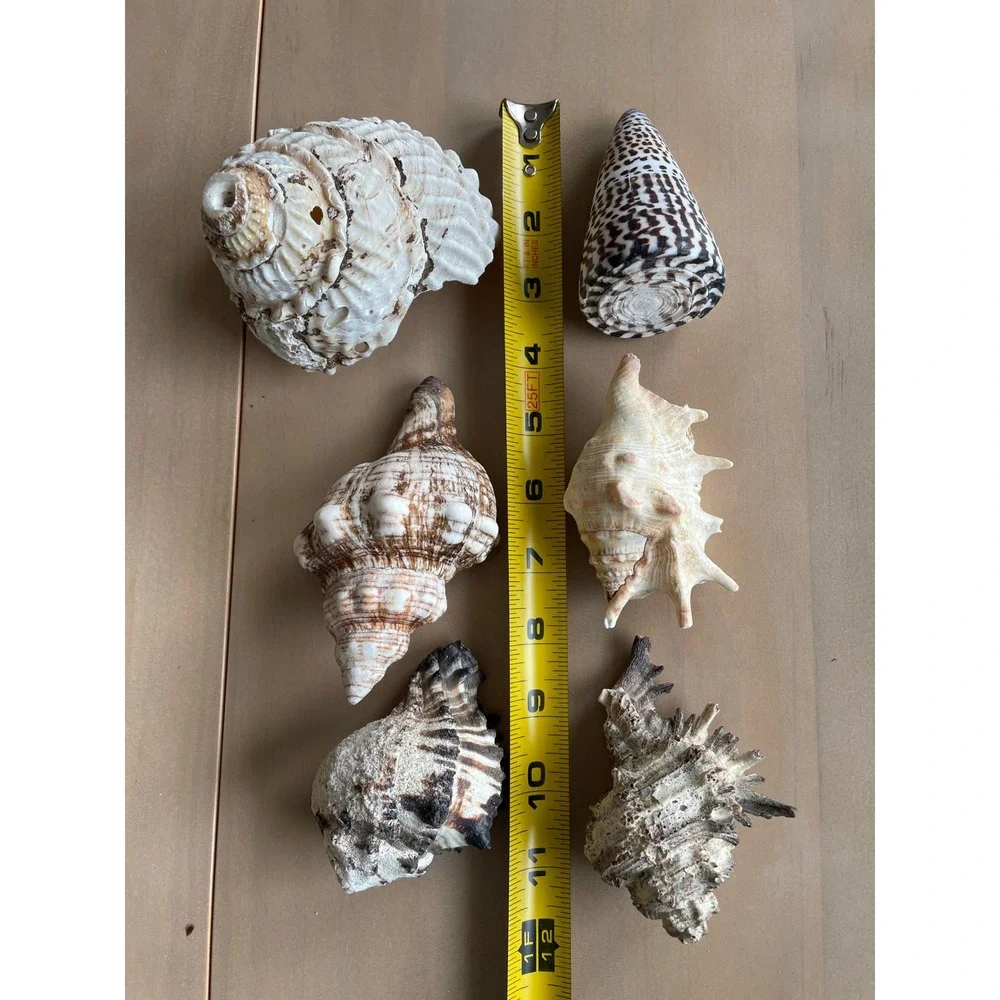 Large Mixed Seashell Collection 16 Natural Beach Shells Craft Decor Display Lot